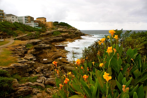 Flowers on the coastal walk from Bondi to Coogee, Sydney, Australia Flowers on the coastal walk from Bondi to Coogee, Sydney, Australia