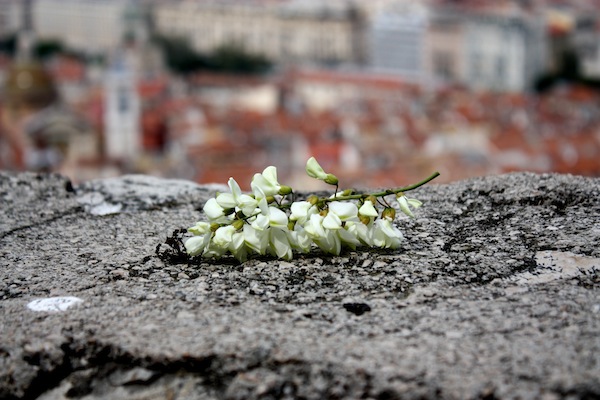 Good luck flower on May Day in Nice, France Good luck flower on May Day in Nice, France