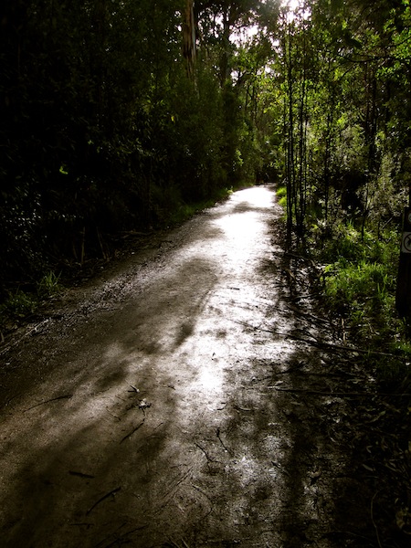 1000 Steps, Dandenong Ranges National Park, Melbourne, Australia 1000 Steps, Dandenong Ranges National Park, Melbourne, Australia