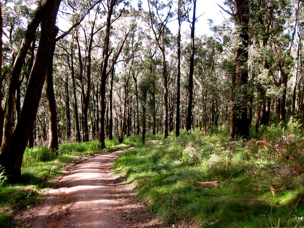 HIking trails in Dandenong Ranges National Park, Melbourne, Australia HIking trails in Dandenong Ranges National Park, Melbourne, Australia