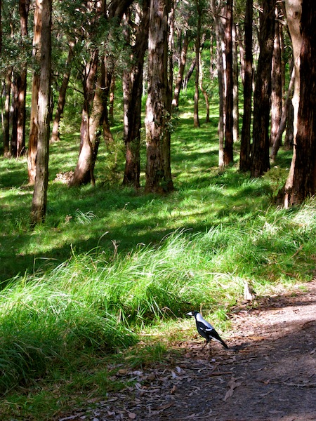 HIking trails in Dandenong Ranges National Park, Melbourne, Australia HIking trails in Dandenong Ranges National Park, Melbourne, Australia