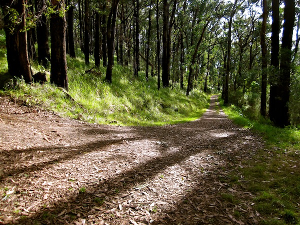 HIking trails in Dandenong Ranges National Park, Melbourne, Australia HIking trails in Dandenong Ranges National Park, Melbourne, Australia
