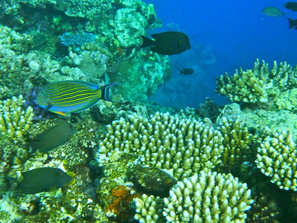 Coral Sea Dreaming, diving the Great Barrier Reef, Cairns, Australia Coral Sea Dreaming, diving the Great Barrier Reef, Cairns, Australia