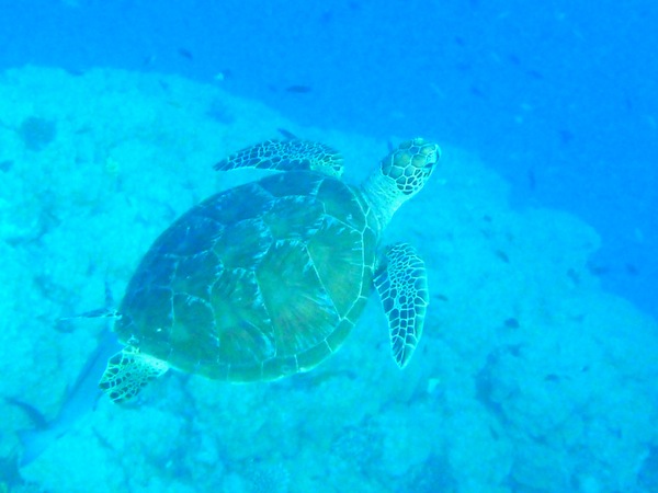 Coral Sea Dreaming, diving the Great Barrier Reef, Cairns, Australia Coral Sea Dreaming, diving the Great Barrier Reef, Cairns, Australia