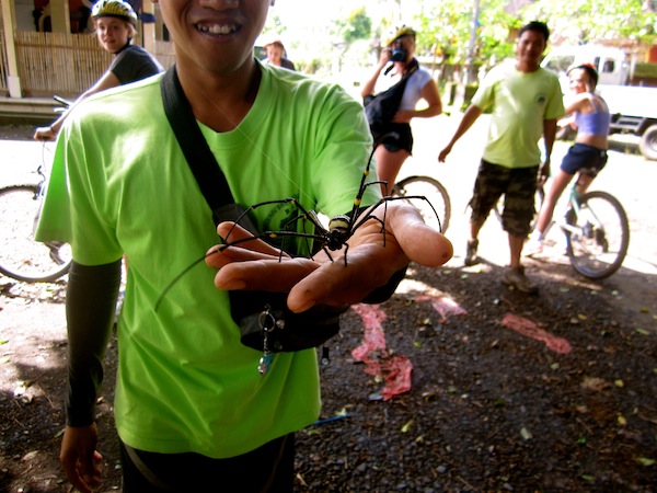 Giant spider on tour with Banyan Tree Bike Tours, Bali, Indonesia Giant spider on tour with Banyan Tree Bike Tours, Bali, Indonesia