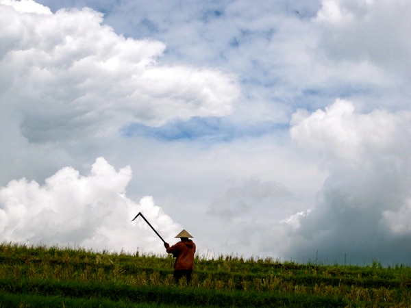 man working in rice paddies, bali, indonesia man working in rice paddies, bali, indonesia