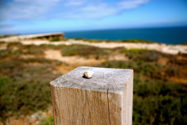 Million-year-old seashell at Bunda Cliffs, Great Australian Bight Million-year-old seashell at Bunda Cliffs, Great Australian Bight