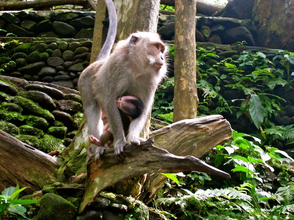 Monkey mother and baby at Ubud Monkey Forest, Bali, Indonesia Monkey mother and baby at Ubud Monkey Forest, Bali, Indonesia