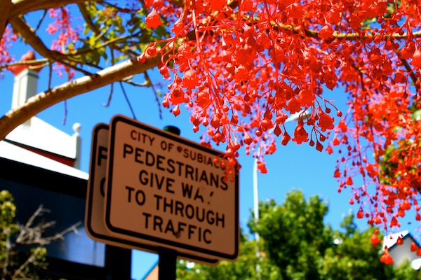 Red flowers in Subiaco, Perth, Western Australia Red flowers in Subiaco, Perth, Western Australia