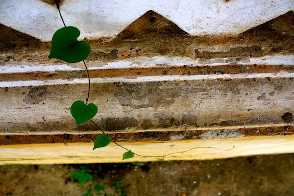 Heart shaped leaves on wall at Hue Imperial City Citadel, Vietnam Heart shaped leaves on wall at Hue Imperial City Citadel, Vietnam