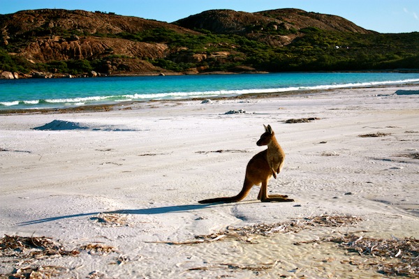 Kangaroo on Cape Le Grande Beach in Western Australia Kangaroo on Cape Le Grande Beach in Western Australia