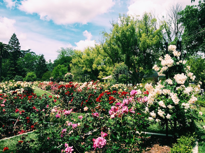 Mckinley Park Rose Garden In East Sacramento C Est Christine