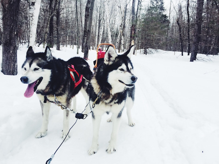 Dogsledding with Les Secrets Nordiques in Quebec City