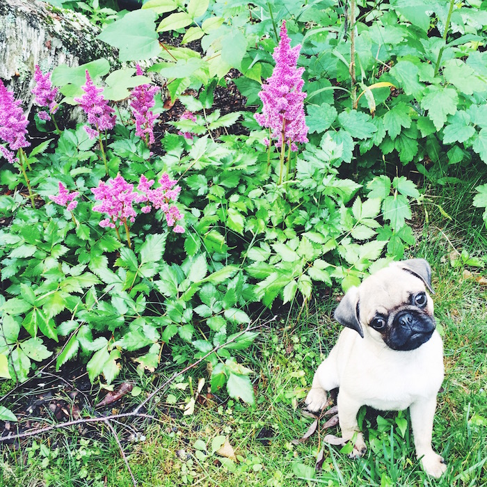 Gertie the pug in the Berkshires