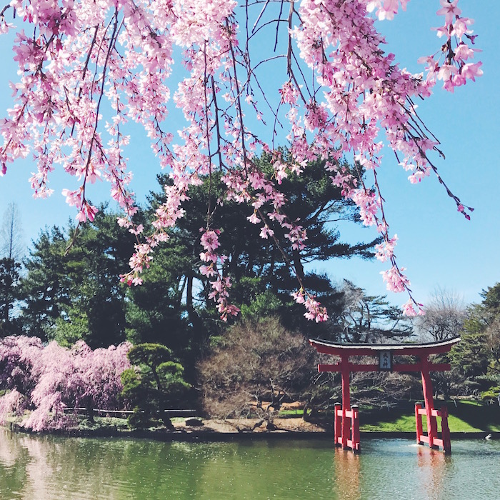Cherry blossoms at Brooklyn Botanic Garden