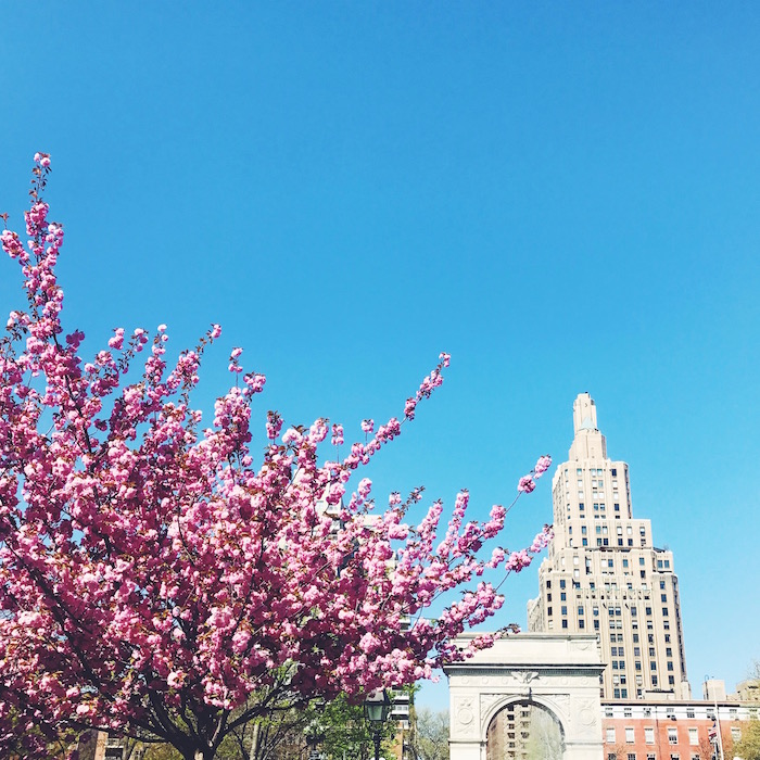Cherry blossoms in Washington Square Park in New York City