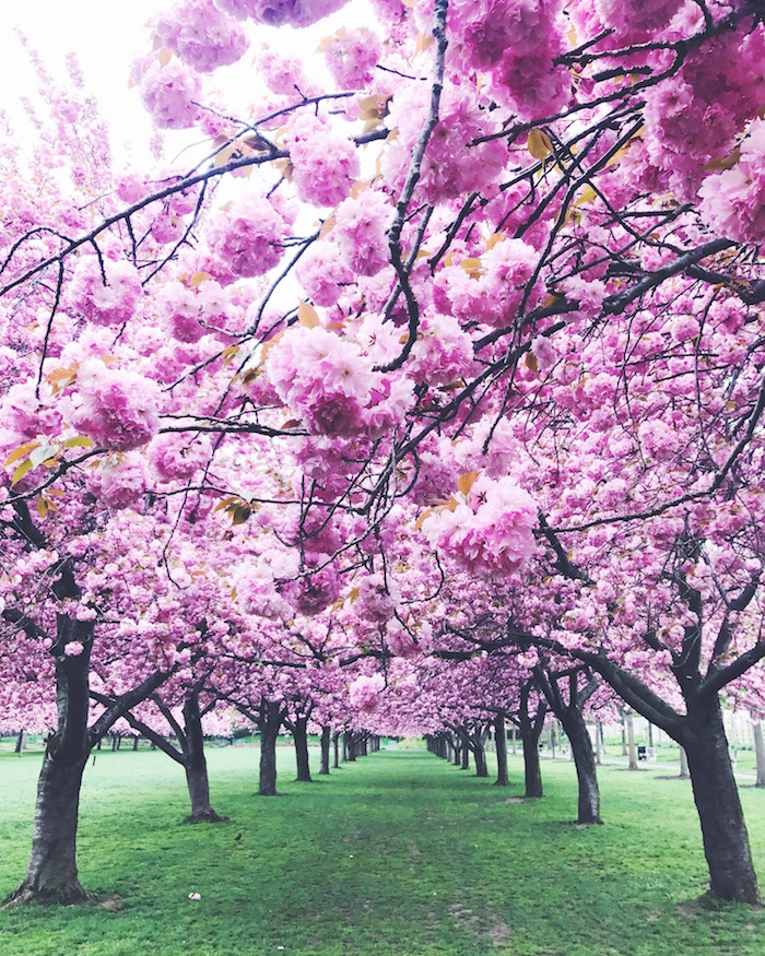 Cherry blossoms peak bloom Brooklyn Botanic Garden