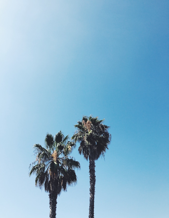 Palm trees in San Diego