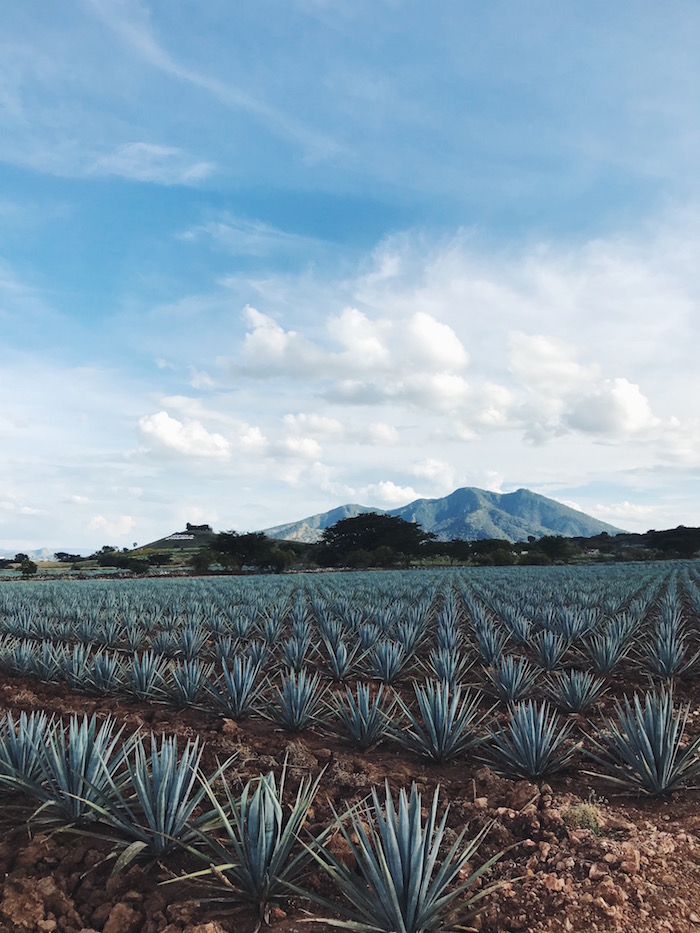 Fields of blue agave in Tequila, Mexico
