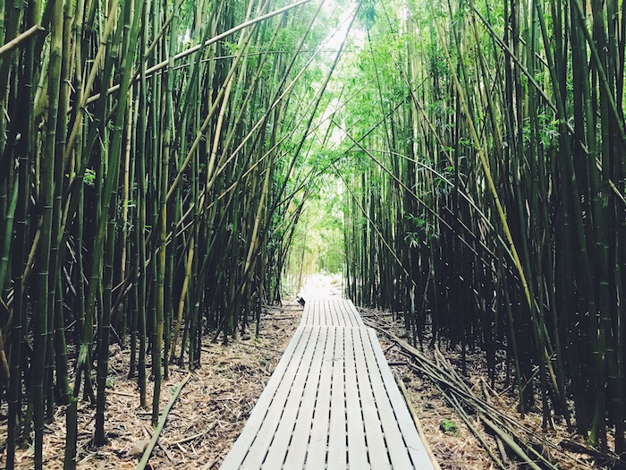 Bamboo forest on the Pipiwai Trail