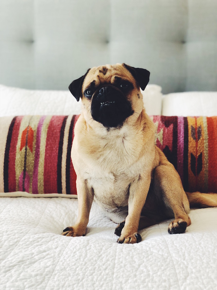 Gertie the Pug and The Citizenry Lumbar Pillow