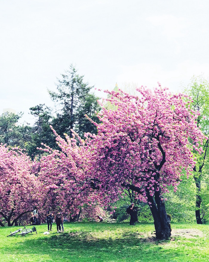 Cherry blossoms in Central Park, New York City