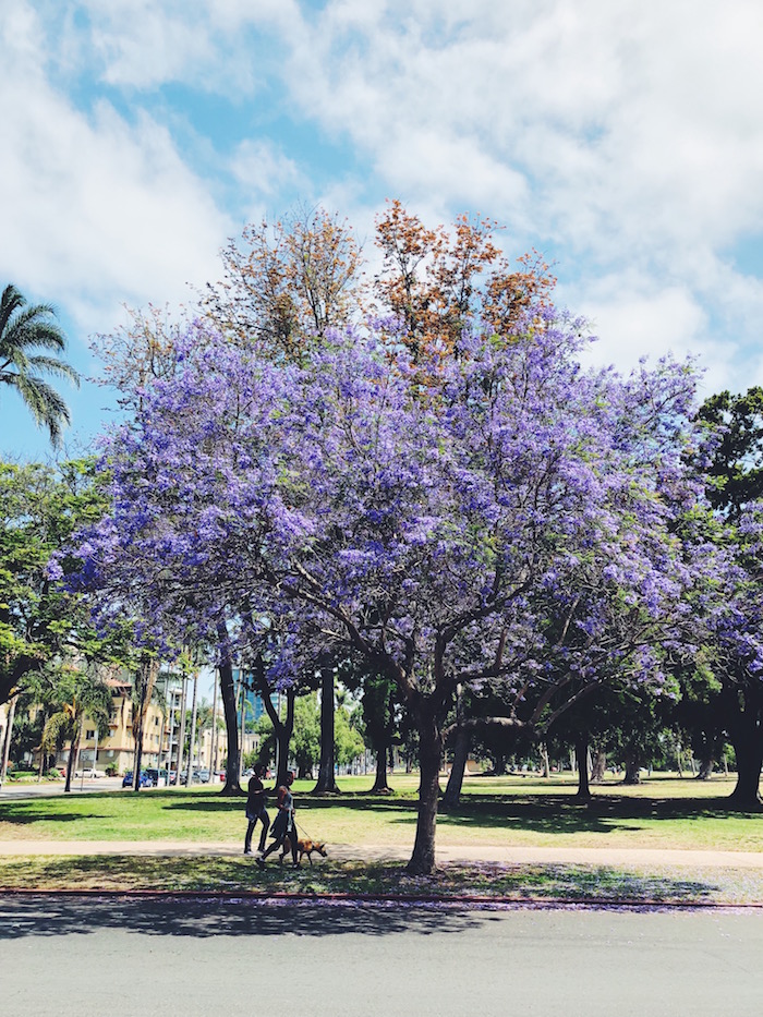 Jacaranda trees in bloom in San Diego, California C'est Christine