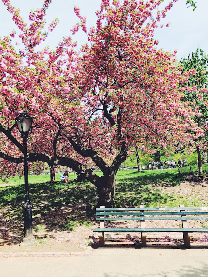 Cherry blossoms in Central Park, New York City