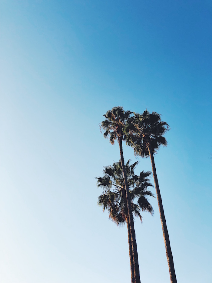 Palm trees in Los Angeles