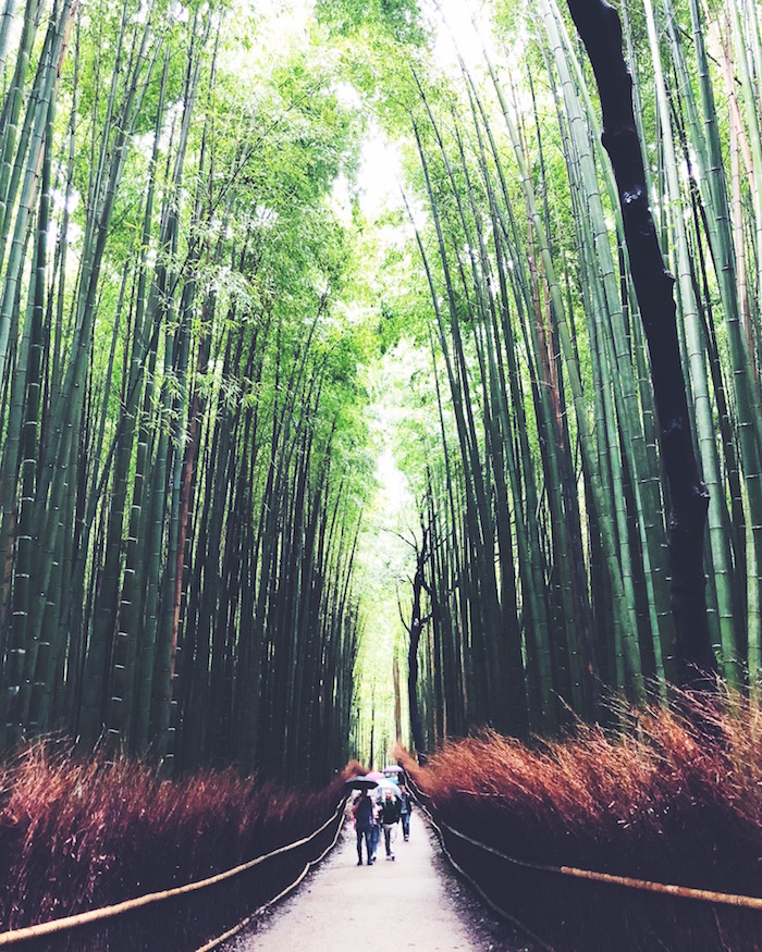 bamboo forest