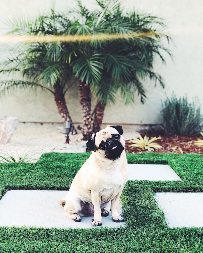 Gertie the Pug