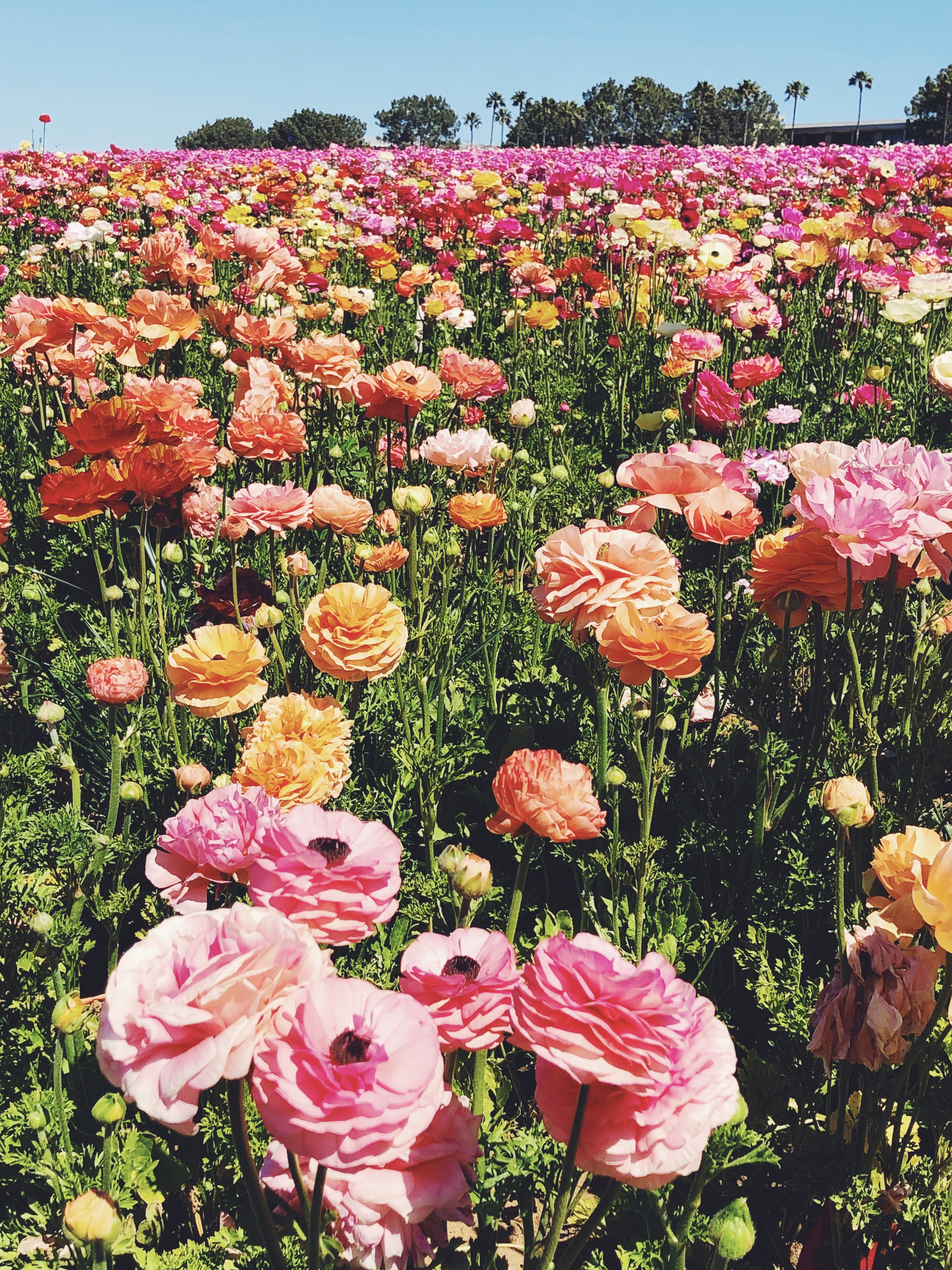 Flower fields in Carlsbad, California